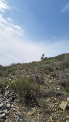 Malacothamnus davidsonii