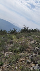 Malacothamnus davidsonii