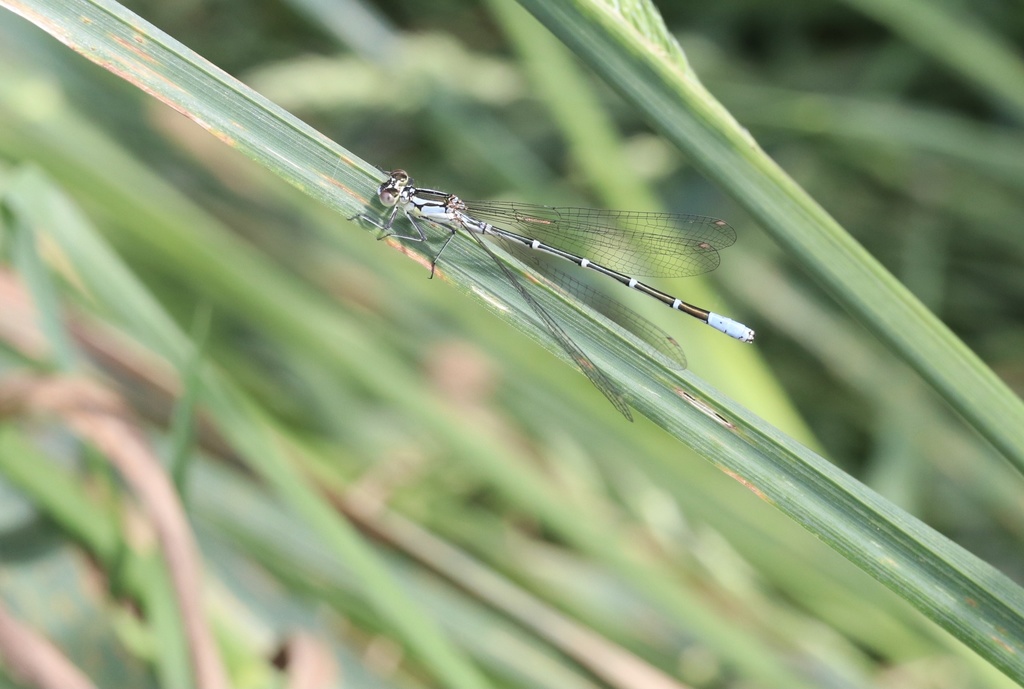 Antiagrion gayi
