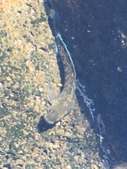 Istiblennius zebra