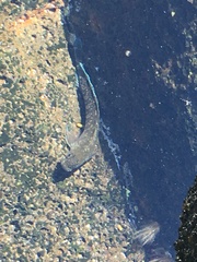 Istiblennius zebra