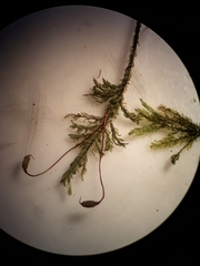 Austrothamnium pandum