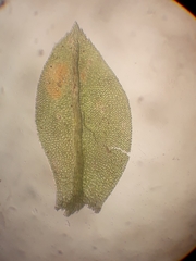 Austrothamnium pandum