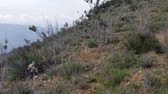 Malacothamnus davidsonii