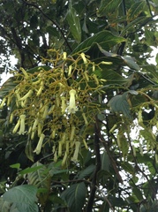 Palicourea lineariflora