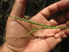 Piptochaetium stipoides