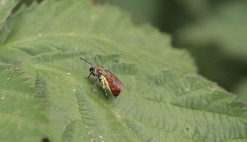 Green-and-orange Corynura