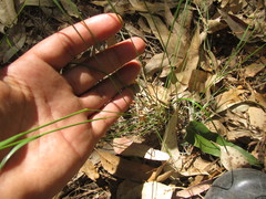 Piptochaetium stipoides