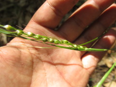 Piptochaetium stipoides