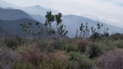 Malacothamnus davidsonii