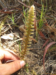 Pleopeltis lepidopteris