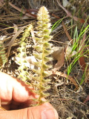 Pleopeltis lepidopteris