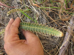 Pleopeltis lepidopteris