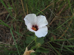 Pavonia glechomoides