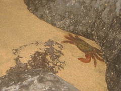 Geograpsus lividus