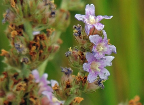 Melochia villosa