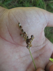 Juncus imbricatus