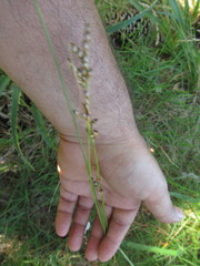 Juncus imbricatus