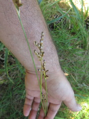 Juncus imbricatus
