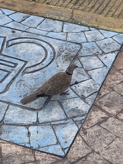 Streptopelia decaocto