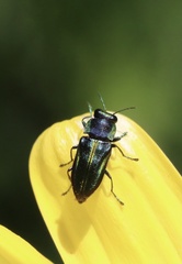 Bilyaxia concinna