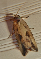 Endothenia nubilana
