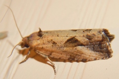 Endothenia nubilana