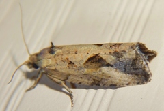 Endothenia nubilana