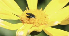 Bilyaxia concinna