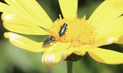 Bilyaxia concinna