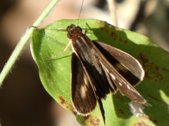 Vettius fantasos
