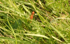 Trogus