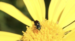 Bilyaxia concinna