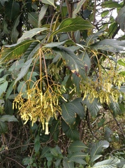 Palicourea lineariflora