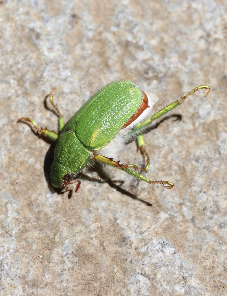 Hylamorpha elegans