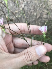 Malacothrix saxatilis tenuifolia