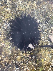Echinometra oblonga
