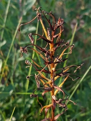 Platanthera ciliaris