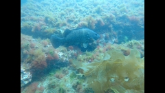 Acanthistius patachonicus
