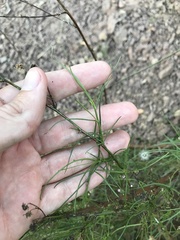 Malacothrix saxatilis tenuifolia