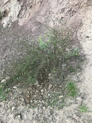 Malacothrix saxatilis tenuifolia