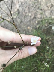 Malacothrix saxatilis tenuifolia