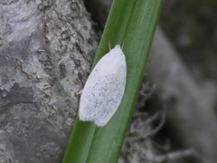 Durrantia piperatella