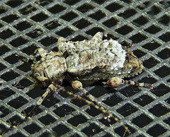 Leptostylus asperatus