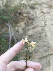 Lonicera subspicata subspicata
