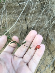 Lonicera subspicata subspicata