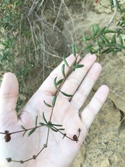 Lonicera subspicata subspicata