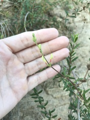 Lonicera subspicata subspicata
