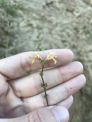 Lonicera subspicata subspicata