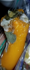 Penicillium